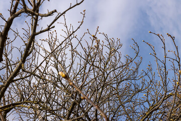 deciduous trees in the park in the spring season