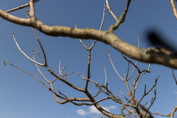 catalpa bignoniform tree in sunny weather in early spring