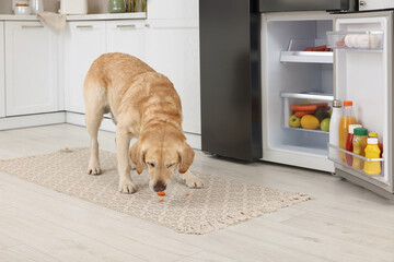 Cute Labrador Retriever eating carrot near refrigerator in kitchen