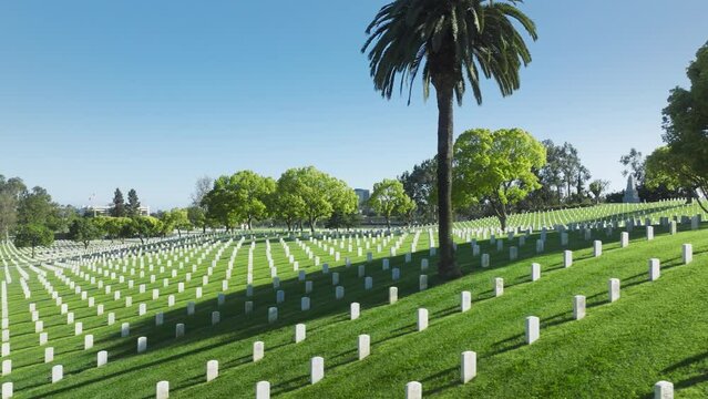 Scenic palm trees at Los Angeles National Cemetery. Drone flying above bright green field with straight rows white grave plates on summer day. National cemetery where buried all members armed forces