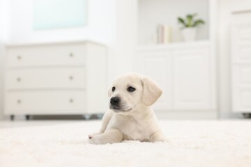 Cute little puppy lying on white carpet at home