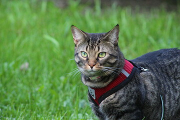Tabby cat in grass
