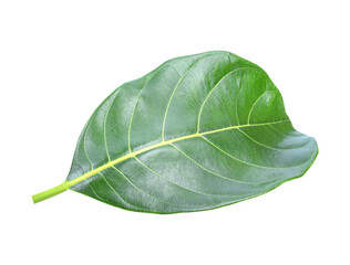 Obraz premium section of jackfruit isolated transparent png