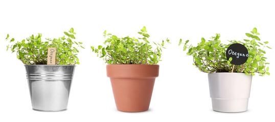 Oregano plants growing in different pots isolated on white