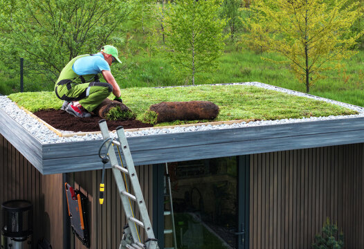 Professional Gardener Building Sedum Green Roof on Top of a Shed