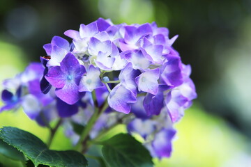 初夏の美しい紫陽花