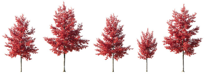 Set of Quercus rubra or northern red oak large, medium and small red trees autumn isolated png on a...