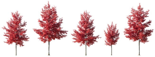 Quercus rubra or northern red oak large, medium and small red trees autumn isolated png on a transparent background premium cutout