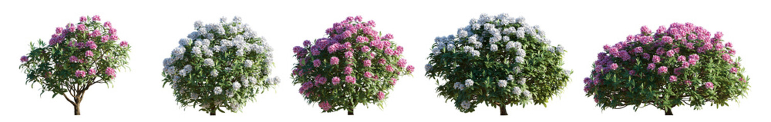 Set of rhododendron flowering white and pink bush shrub isolated png on a transparent background...