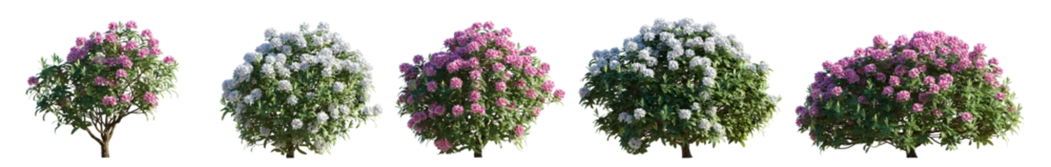 Papier Peint photo Azalée Set of rhododendron flowering white and pink bush shrub isolated png on a transparent background perfectly cutout