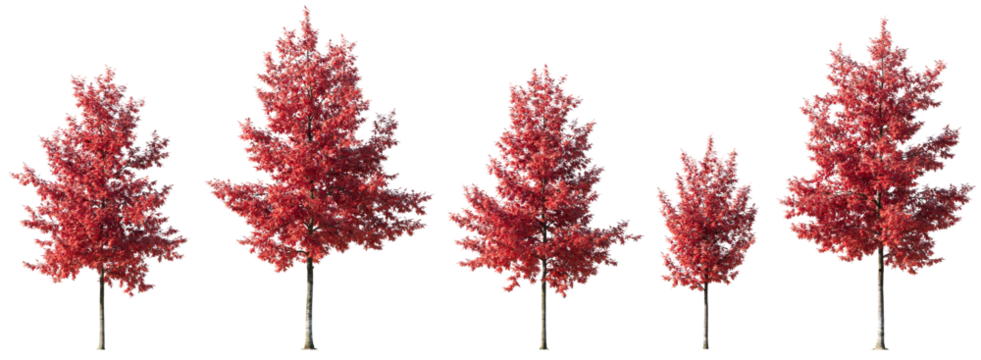 Quercus rubra or northern red oak large, medium and small red trees autumn isolated png on a transparent background premium cutout