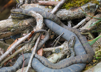 snakes in tree roots