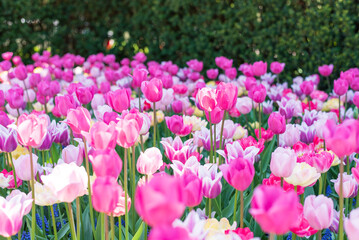 Fototapeta premium Beautiful pink tulips in full bloom