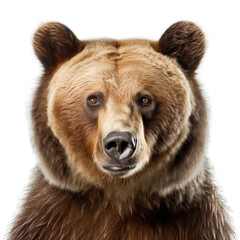 Obraz premium Bear Face Shot Isolated on Transparent Background - Generative AI 