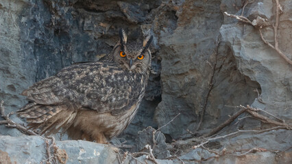 수리부엉이 Eurasian Eagle Owl