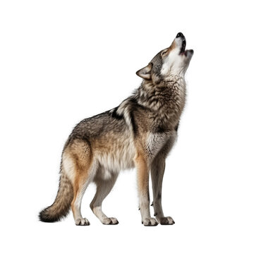 Wolf Howling Isolated on Transparent Background - Generative AI
