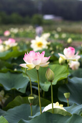 Obraz premium 蓮の花 夏のイメージ