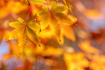 紅葉　秋の和風イメージ