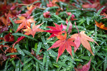 紅葉　秋の和風イメージ