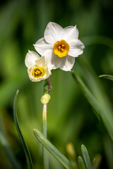水仙の花　初春のイメージ