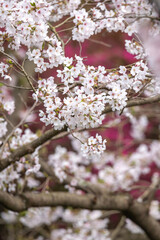 桜の花　陽春のあたたかなイメージ