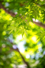 緑のもみじと木漏れ日　初夏のイメージ