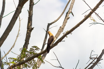 eagle bird on a branch in Venezuela