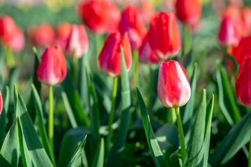 チューリップの花　春のイメージ