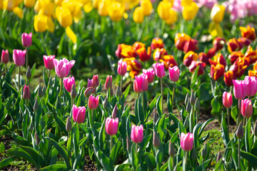チューリップの花　春のイメージ