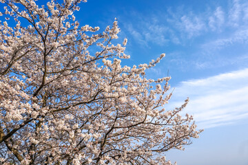 桜の花　陽春のあたたかなイメージ