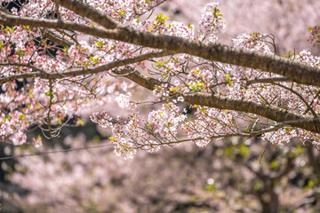 桜の花　春のイメージ