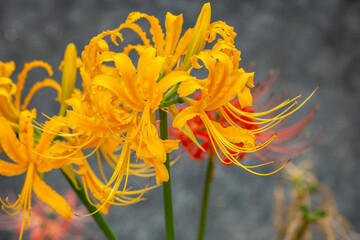 彼岸花の花　秋のイメージ