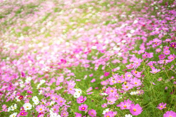 コスモス畑　秋のイメージ