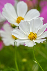 Obraz premium コスモス畑 秋のイメージ