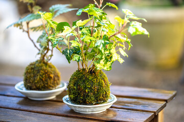 苔盆栽　和風メージ