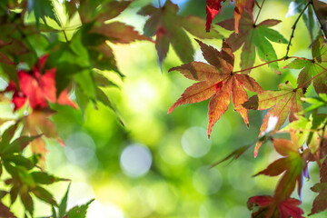 紅葉　秋のイメージ