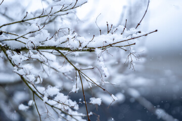枝の上の積雪　冬の寒いイメージ