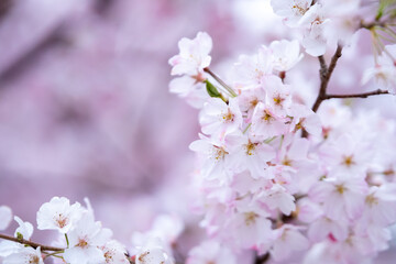 桜の花　春の季節のイメージ