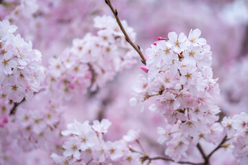 桜の花　春の季節のイメージ