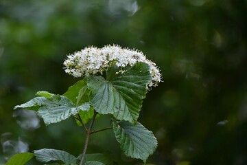 Linden viburnum ( Viburnum dilatatum ) flowers.
Viburnaceae deciduous shrub. Many white florets bloom on corymbs from May to June.
