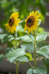 ひまわりの花　夏のイメージ