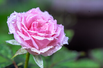 バラの花　屋外イメージ