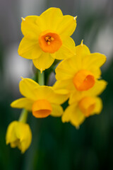 水仙の花　初春のイメージ