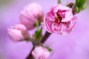Naklejka na ściany i meble 桃の花　春のイメージ