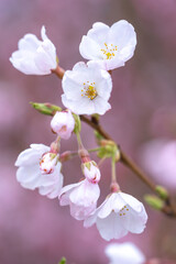 Naklejka na ściany i meble 桜の花　春のイメージ