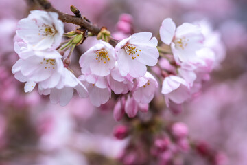 桜の花　春のイメージ