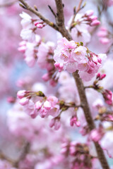 Fototapeta na wymiar 桜の花　春のイメージ