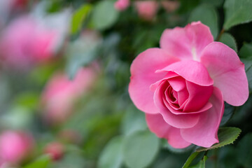 バラの花　屋外イメージ