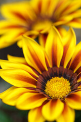 ガザニアの花　春のイメージ