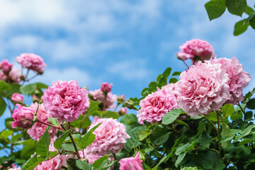 バラの花　屋外イメージ
